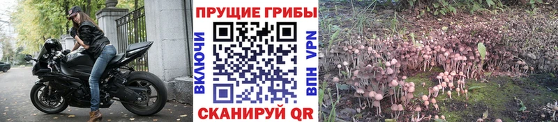 Псилоцибиновые грибы мицелий  Лысьва 